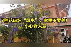 7种花破坏“风水”，家里不要养！小心老人骂视频封面