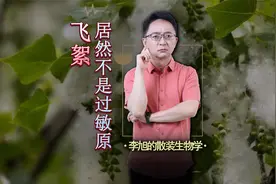 漫天飞舞的杨絮居然不是过敏原！