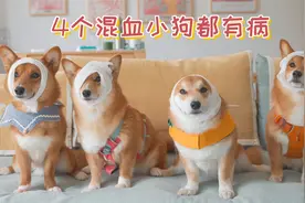 柴犬和柯基生的4个混血小狗，都有病！视频封面
