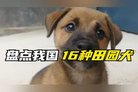 盘点我国16种田园犬，不要看见就叫土狗啦，人家有名字的哟