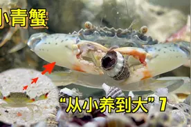 网购50只小青蟹，放鱼缸里饲养4个月，长大了但数量越来越少了！