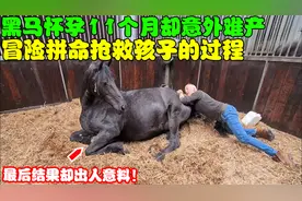 黑马怀孕11个月意外难产，整个过程一波三折，最后结局却很暖心！视频封面