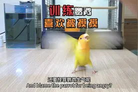 如何训练一只喜欢被摸摸的小鹦鹉！抓紧点赞收藏哦！！！
