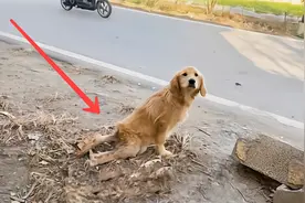 双腿残疾的小金毛，被主人抛弃在路边，却在小哥救助下实现逆袭！视频封面