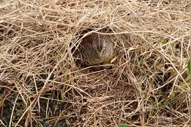 小鸡崽一出壳，就能跟着妈妈去玩了