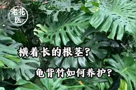 横着长的根茎？龟背竹如何养护？视频封面