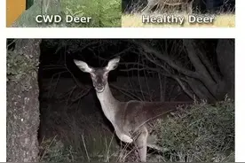 美国真的在研究丧尸病毒图片