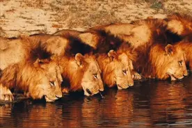 残暴的雄狮联盟,6头雄狮一年消灭110头狮子,从辉煌到凄凉落幕图片