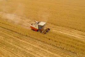 山西800多万亩小麦陆续开镰收割图片