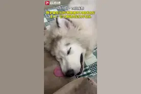 四川成都，狗子偷吃10斤狗粮，被开刀取出8斤，主人：它之前还吃过2斤石头图片