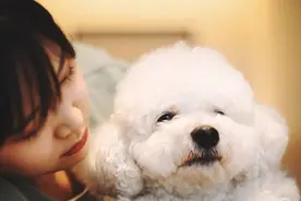 不管比熊多爱你，切记“6不要”，避免招来仇恨图片