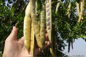 成语“青红皂白”，“皂”，是指什么颜色？图片