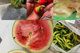 揭秘美团优选蔬菜水果，那些坑，你踩过没？图片