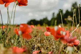 经常梦见某一个人，其实是有原因的图片