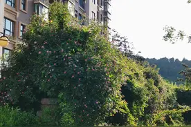 好端端的一个家，毁在了一张嘴上图片