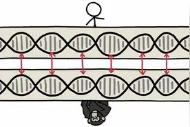 人类和黑猩猩的DNA 99%一致是真的吗？图片