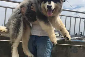 这几种狗就是好看，但是一点都不中用，是怂狗图片