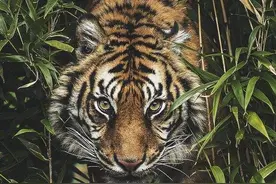 老虎为什么是百兽之王？老虎的战斗力多恐怖，甚至能杀熊图片