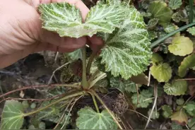 农村小溪边，有1种“金丝荷叶”，价值堪比积雪草，想挖不好找图片