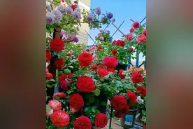 6种花是“酒鬼子”，七天喝杯酒，猛长叶子，猛开花图片