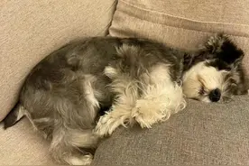 雪纳瑞真的不难养，这么做就对了！图片