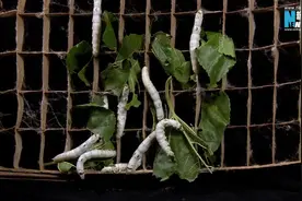 延时摄影记录蚕的破茧新生 感受生命的力量图片