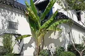 为什么说秋冬栽树一场梦？在移栽过程中我们怎样提高其存活率呢？图片