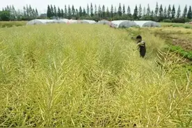 油菜成熟的标准是什么？什么时候收割产量最高？老农告诉你答案图片