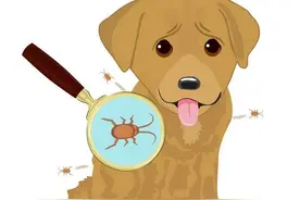 老人遭蜱虫叮咬不幸去世，意外险不赔？图片