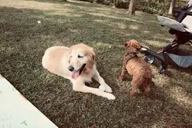 狗狗生病能用起的药，马起来，以防万一图片