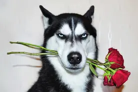 狗真的能听懂人话！科学家研究表明，一只狗最多懂1000个单词图片