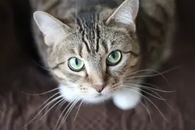 科普：猫咪能听懂我们说话吗？图片