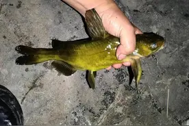 夜钓最佳时段到来，鱼儿靠岸上色鱼多，攻略分享图片