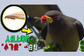 白蚁“突袭”上海，连刘畊宏直播间都沦陷，专家：别盲目消杀图片