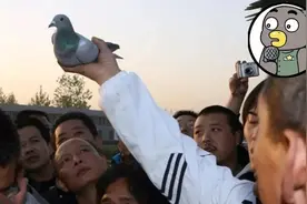 跟赛鸽比赛相比，世界杯赌球只能算小场面？图片