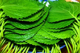 三伏天，遇到苏子叶别错过，一次腌好存冰箱，随吃随取、特省事图片