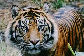 老虎祖先是只猫？进化史太励志，从猎物变成猎手，足迹遍布亚洲图片