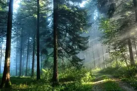 小岛说系列：一起走进森林，感受认识森林图片