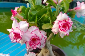 沙漠玫瑰可以扦插吗？当然可以，现在正合适，找个容器试一下图片