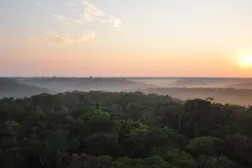 科学家警告：亚马逊雨林正达到“临界点”，几十年内将变成大草原图片