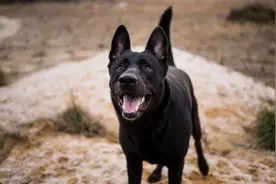 农村老人告诫：家有4声叫 不是好兆头图片