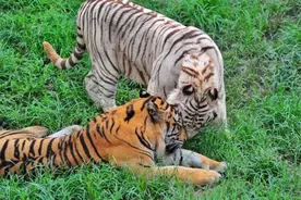 前方高萌！来这些宝藏动物园开启奇妙之旅图片