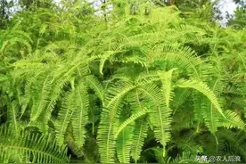 会“探矿”的植物，被农民当柴烧，殊不知它下面可能有金矿图片