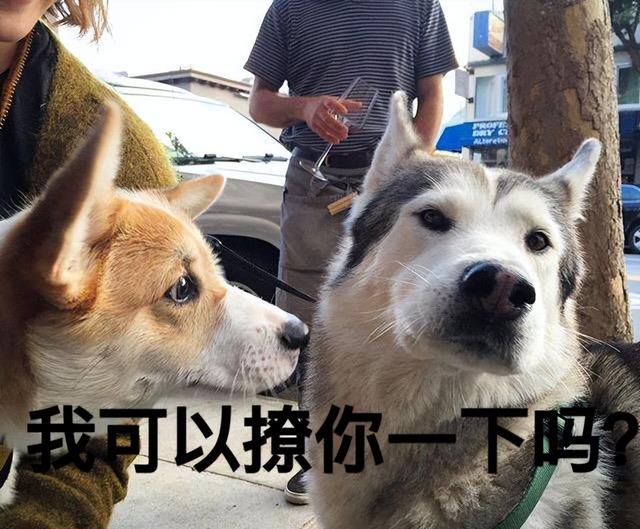 被“宠着长大”的狗,这几个特征很明显