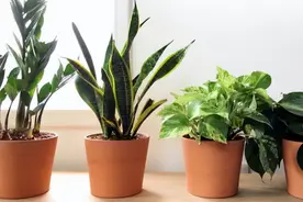 养花“黑名单”实在太难养，心累，别不信图片