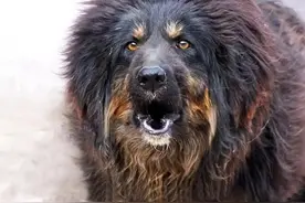 2013年，3岁男童被藏獒咬伤脖子，狗主人扔2万元后消失，后续如何图片