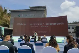 一杯绿茶唤醒春天，拼多多“农云行动”助力宜昌绿茶上行图片