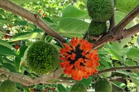 困扰了吃货多年的问题：掉在绿化带里的红果是杨梅的亲属吗？图片