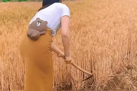 女子穿裙子戴首饰斜挎包割小麦作秀：谁再说我不会干，打嘴！图片