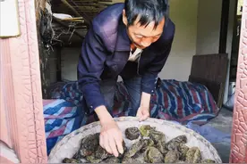 四川“采燕窝人”：一斤2万6，一年采五六百个，儿子宁打工也不学图片